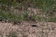 DPPhotography - Uzbekistan - Hume's short-toed lark - E