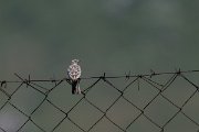DPPhotography - Uzbekistan - Hume's short-toed lark - I