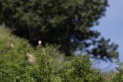 DPPhotography - Uzbekistan - Lesser grey shrike - A