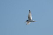 DPPhotography - Uzbekistan - Little tern - A