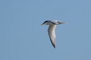 DPPhotography - Uzbekistan - Little tern - B