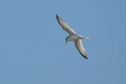 DPPhotography - Uzbekistan - Little tern - C