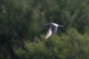 DPPhotography - Uzbekistan - Marbled duck - A