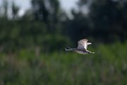 DPPhotography - Uzbekistan - Marbled duck - B