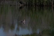 DPPhotography - Uzbekistan - Marbled duck - C