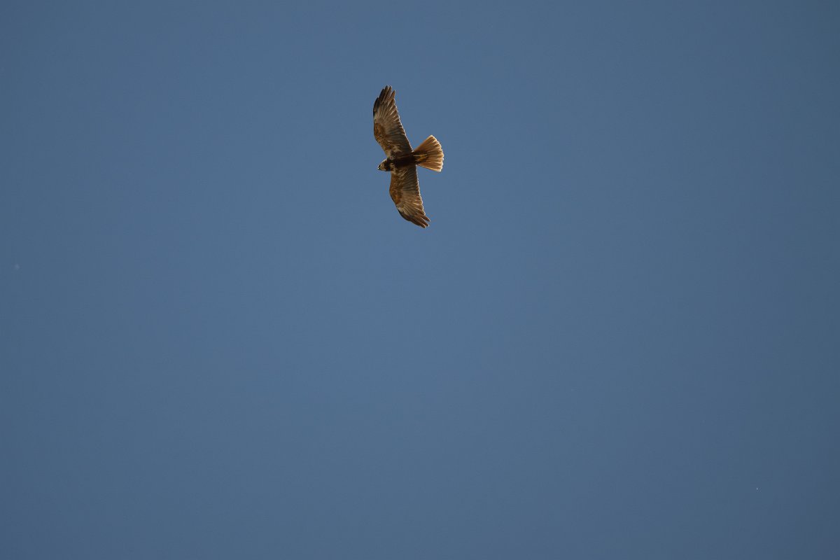 DPPhotography - Uzbekistan - Marsh harrier - D.jpg - Marsh harrier - Kattakurgan, Uzbekistan