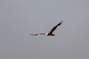 DPPhotography - Uzbekistan - Marsh harrier - B