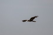 DPPhotography - Uzbekistan - Marsh harrier - C