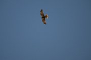 DPPhotography - Uzbekistan - Marsh harrier - D