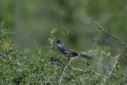 DPPhotography - Uzbekistan - Menetries's warbler - A