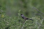 DPPhotography - Uzbekistan - Menetries's warbler - B