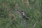 DPPhotography - Uzbekistan - Menetries's warbler - C