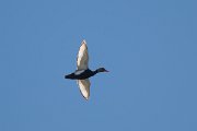 DPPhotography - Uzbekistan - Red-crested pochard - A