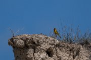 DPPhotography - Uzbekistan - Red-headed bunting - A