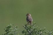 DPPhotography - Uzbekistan - Red-headed bunting - B