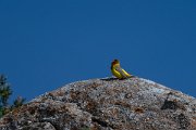 DPPhotography - Uzbekistan - Red-headed bunting - C