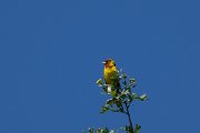 DPPhotography - Uzbekistan - Red-headed bunting - E