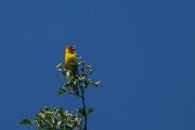 DPPhotography - Uzbekistan - Red-headed bunting - F
