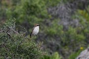 DPPhotography - Uzbekistan - Red-tailed shrike - A
