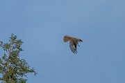 DPPhotography - Uzbekistan - Red-tailed shrike - C