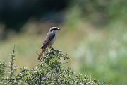 DPPhotography - Uzbekistan - Red-tailed shrike - D