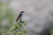 DPPhotography - Uzbekistan - Red-tailed shrike - E