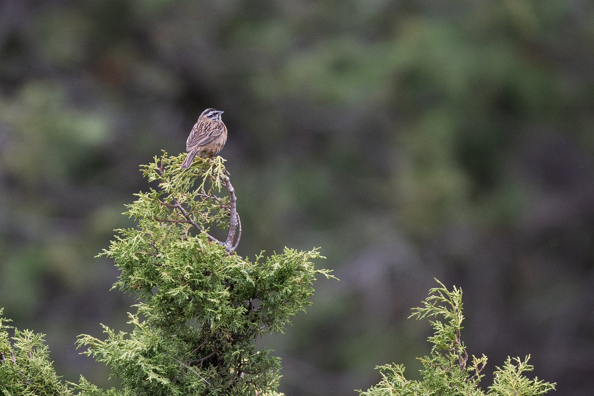 DPPhotography - Uzbekistan - Rock bunting - A.jpg - Rock bunting - Zaamin National Park, Uzbekistan