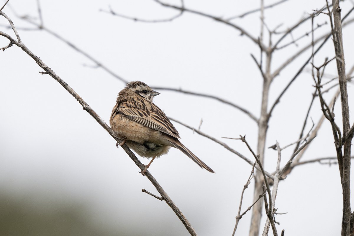 DPPhotography - Uzbekistan - Rock bunting - B.jpg - Rock bunting - Zaamin National Park, Uzbekistan