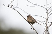 DPPhotography - Uzbekistan - Rock bunting - C