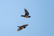 DPPhotography - Uzbekistan - Rosy starling - A