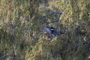 DPPhotography - Uzbekistan - Rufous-naped tit - A