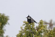 DPPhotography - Uzbekistan - Rufous-naped tit - B