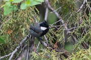 DPPhotography - Uzbekistan - Rufous-naped tit - C