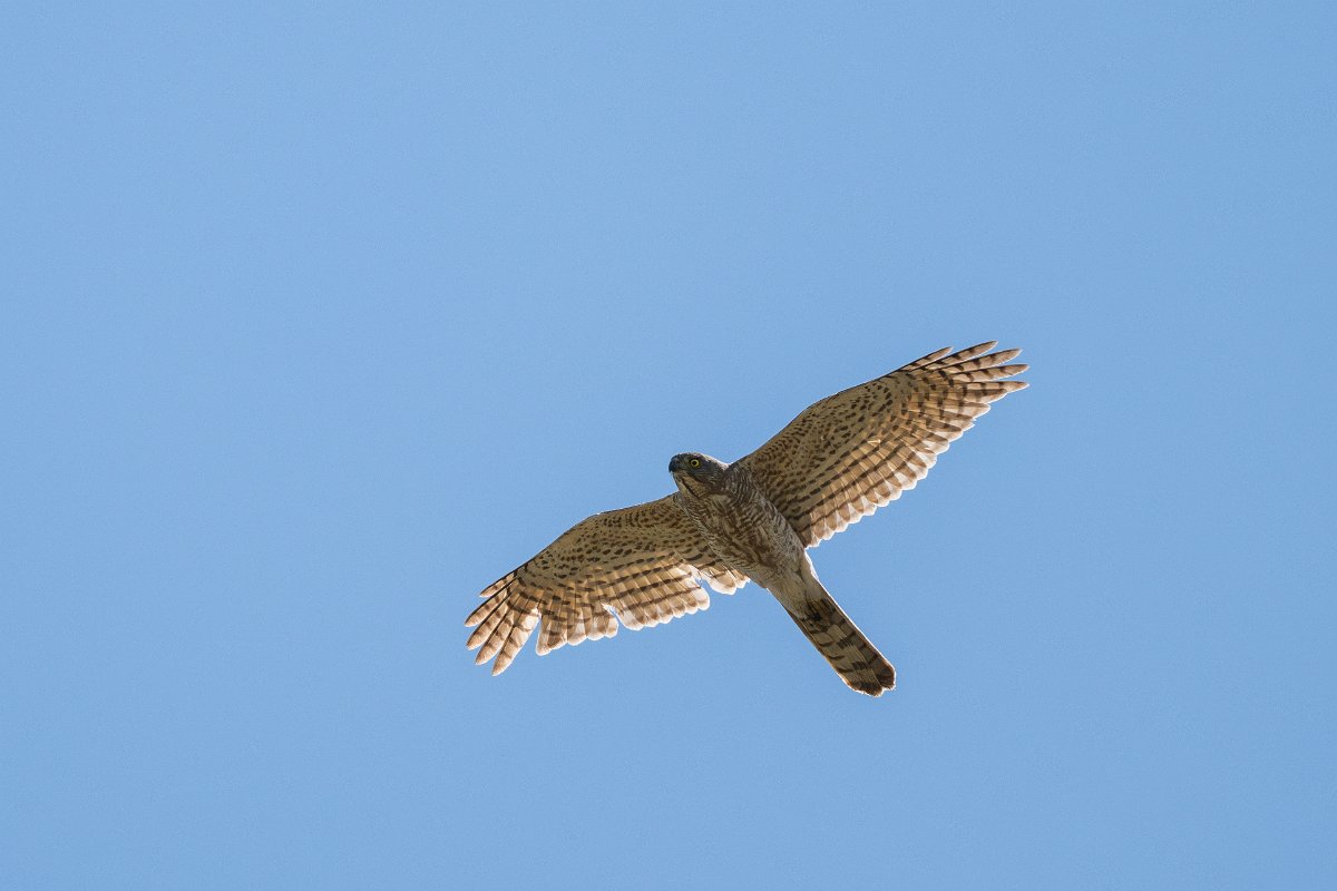 DPPhotography - Uzbekistan - Shikra - G.jpg - Shikra - Takhta-Karacha Pass, Uzbekistan