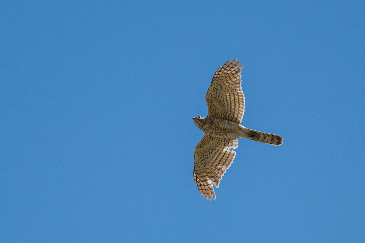 DPPhotography - Uzbekistan - Shikra - H.jpg - Shikra - Takhta-Karacha Pass, Uzbekistan