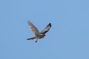 DPPhotography - Uzbekistan - Shikra - B