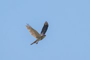 DPPhotography - Uzbekistan - Shikra - C