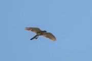 DPPhotography - Uzbekistan - Shikra - D