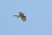 DPPhotography - Uzbekistan - Shikra - E