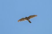 DPPhotography - Uzbekistan - Shikra - F