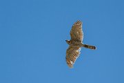 DPPhotography - Uzbekistan - Shikra - H