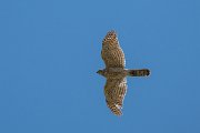 DPPhotography - Uzbekistan - Shikra - I
