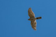 DPPhotography - Uzbekistan - Shikra - J