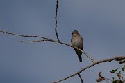 DPPhotography - Uzbekistan - Spotted flycatcher - A