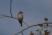 DPPhotography - Uzbekistan - Spotted flycatcher - B