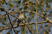 DPPhotography - Uzbekistan - Spotted flycatcher - C