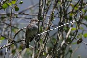 DPPhotography - Uzbekistan - Spotted flycatcher - D