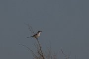 DPPhotography - Uzbekistan - Steppe grey shrike - A