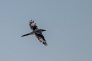 DPPhotography - Uzbekistan - Steppe grey shrike - B