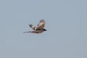 DPPhotography - Uzbekistan - Steppe grey shrike - C